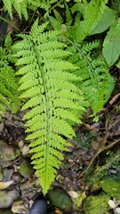 Asplenium bulbiferum