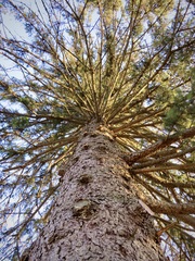 Picea glauca