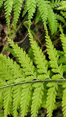 Asplenium bulbiferum