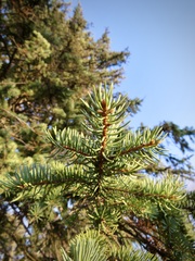 Picea glauca