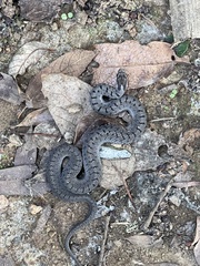 Storeria storerioides