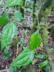 Arthrostemma ciliatum