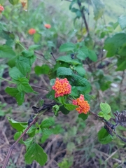 Lantana horrida