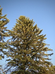 Picea glauca