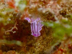 Prostheceraeus roseus