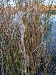 Andropogon