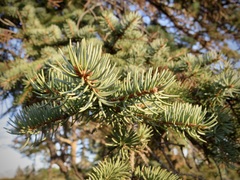 Picea glauca