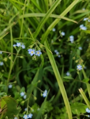 Myosotis laxa