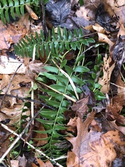 Polystichum acrostichoides
