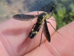 Lepidophora lepidocera