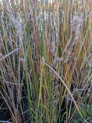 Andropogon