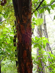 Cyathea cunninghamii