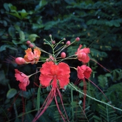 Caesalpinia