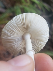 Lepiota
