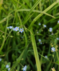 Myosotis laxa