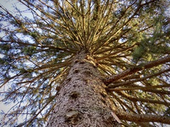 Picea glauca