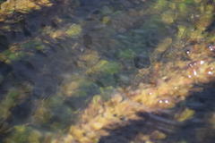 Myriophyllum quitense