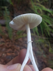 Lepiota
