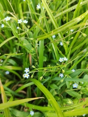 Myosotis laxa