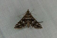 Sameodes iolealis