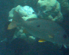 Lutjanus monostigma