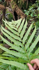 Blechnum