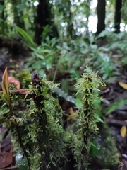 Thuidium tamariscinum