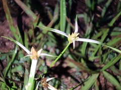 Rhynchospora colorata