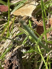 Formica fusca