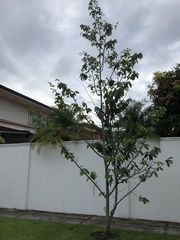 Hymenaea courbaril