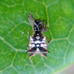 Micrathena picta
