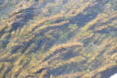 Myriophyllum quitense