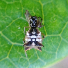 Micrathena picta