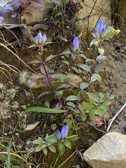 Gentiana saponaria
