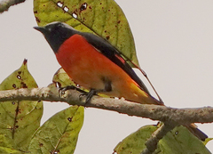 Pericrocotus cinnamomeus