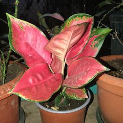 Aglaonema commutatum