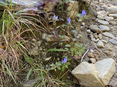 Gentiana saponaria