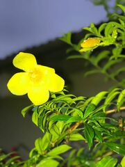 Allamanda schottii
