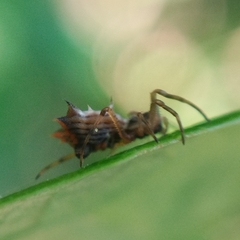 Micrathena picta
