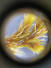 Racomitrium lanuginosum