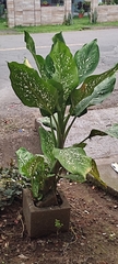 Dieffenbachia seguine