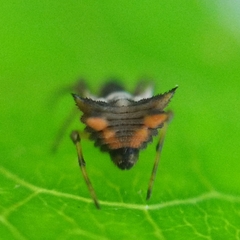 Micrathena picta