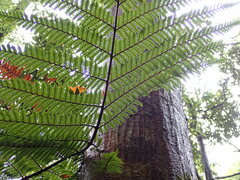 Cyathea cunninghamii
