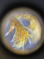 Racomitrium lanuginosum