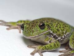 Hyla gratiosa