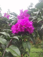 Bougainvillea glabra