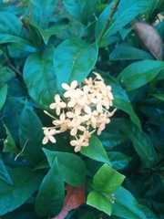 Ixora chinensis