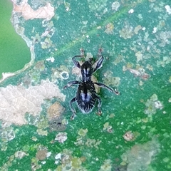 Otidocephalini