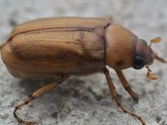 Melolonthinae