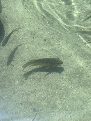 Sarotherodon melanotheron